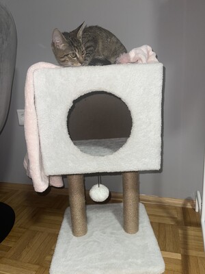 Mini, Hauskatze Jungtier - Katze