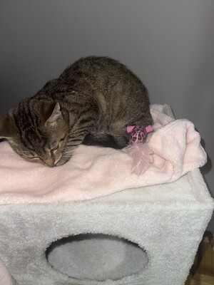 Mini, Hauskatze Jungtier - Katze