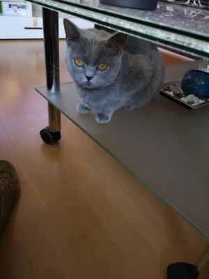 Minka, Britisch Kurzhaarkatze - Katze