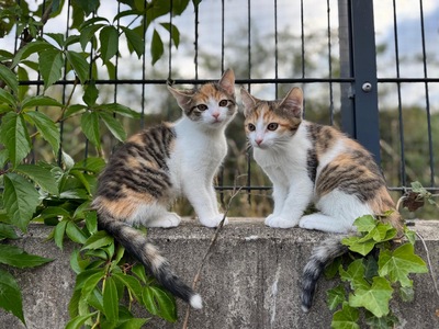 Minka und Mimi