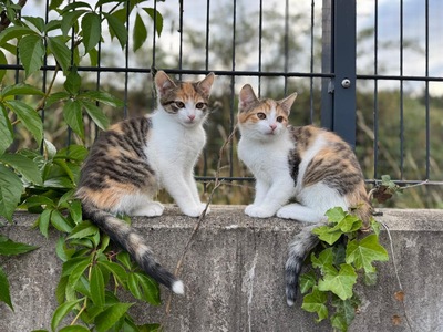 Minka und Mimi, Hauskatzen Jungtier - Katze