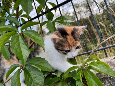 Minka und Mimi, Hauskatzen Jungtier - Katze