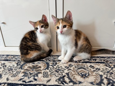 Minka und Mimi, Hauskatzen Jungtier - Katze