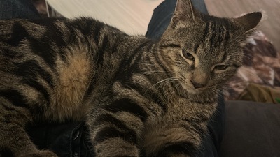 Mio, Mischlingskater Jungtier - Kater