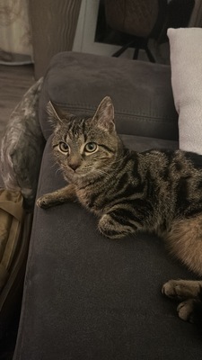 Mio, Mischlingskater Jungtier - Kater