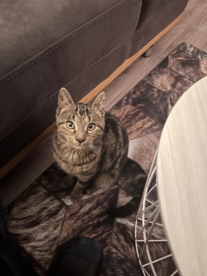 Mio, Mischlingskater Jungtier - Kater