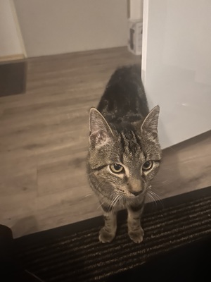 Mio, Mischlingskater Jungtier - Kater