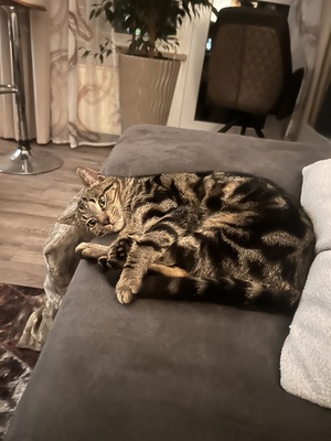 Mio, Mischlingskater Jungtier - Kater