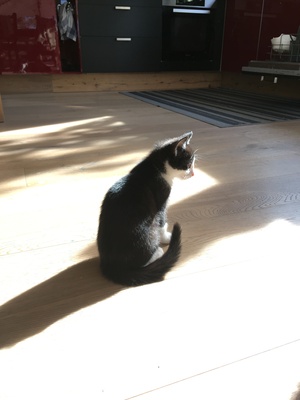 Mira, HAuskatze Jungtier - Katze