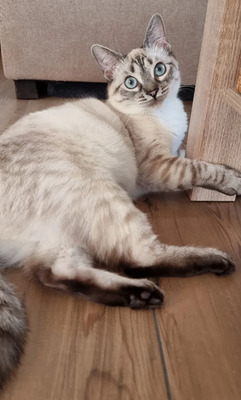 Mira + Marlene: Soooooooo süß, Thai-Siam-Mix Jungtier - Katze