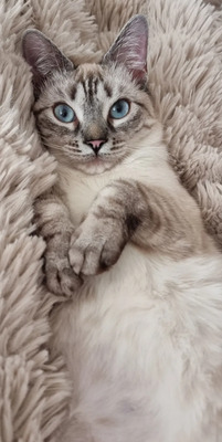 Mira + Marlene: Soooooooo süß, Thai-Siam-Mix Jungtier - Katze