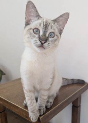 Mira + Marlene: Soooooooo süß, Thai-Siam-Mix Jungtier - Katze