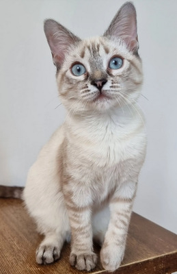 Mira + Marlene: Soooooooo süß, Thai-Siam-Mix Jungtier - Katze