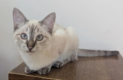 Mira + Marlene: Soooooooo süß, Thai-Siam-Mix Jungtier - Katze