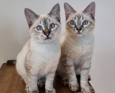 Mira + Marlene: Soooooooo süß, Thai-Siam-Mix Jungtier - Katze