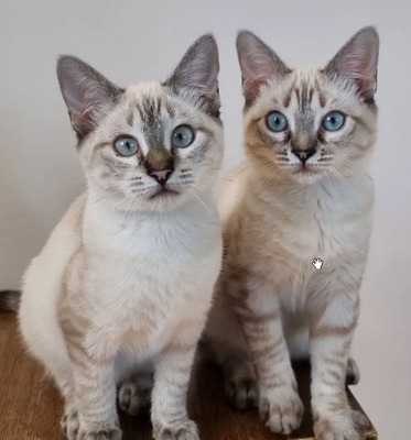 Mira + Marlene: Soooooooo süß, Thai-Siam-Mix Jungtier - Katze
