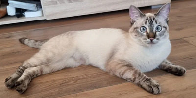 Mira + Marlene: Soooooooo süß, Thai-Siam-Mix Jungtier - Katze