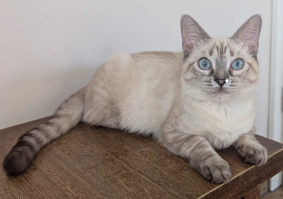 Mira + Marlene: Soooooooo süß, Thai-Siam-Mix Jungtier - Katze