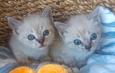 Mira + Marlene = süüüüß, süüüüß, süüüüß, unbedarft, verspielt und sehr verschmust, Thai-Siam-Mix Jungtier - Katze