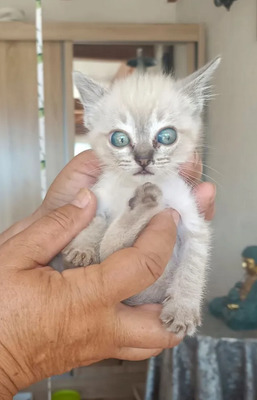 Mira + Marlene = süüüüß, süüüüß, süüüüß, unbedarft, verspielt und sehr verschmust, Thai-Siam-Mix Jungtier - Katze