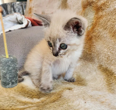Mira + Marlene = süüüüß, süüüüß, süüüüß, unbedarft, verspielt und sehr verschmust, Thai-Siam-Mix Jungtier - Katze