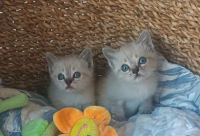 Mira + Marlene = süüüüß, süüüüß, süüüüß, unbedarft, verspielt und sehr verschmust, Thai-Siam-Mix Jungtier - Katze