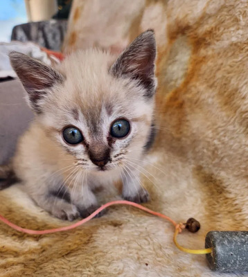 Mira + Marlene = süüüüß, süüüüß, süüüüß, unbedarft, verspielt und sehr verschmust, Thai-Siam-Mix Jungtier - Katze