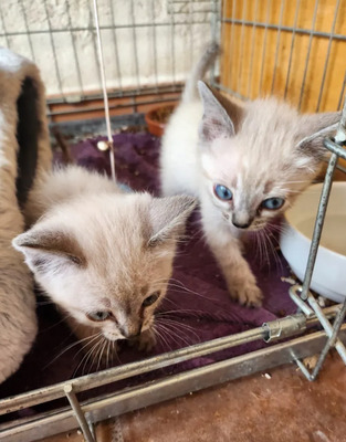 Mira + Marlene = süüüüß, süüüüß, süüüüß, unbedarft, verspielt und sehr verschmust, Thai-Siam-Mix Jungtier - Katze