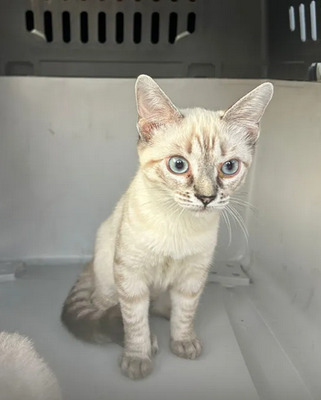 Mira + Marlene = süüüüß, süüüüß, süüüüß, unbedarft, verspielt und sehr verschmust, Thai-Siam-Mix Jungtier - Katze