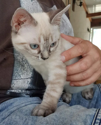 Mira + Marlene = süüüüß, süüüüß, süüüüß, unbedarft, verspielt und sehr verschmust, Thai-Siam-Mix Jungtier - Katze
