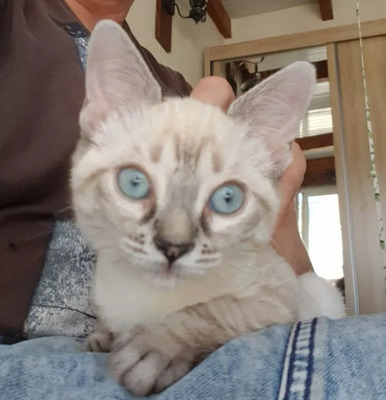 Mira + Marlene = süüüüß, süüüüß, süüüüß, unbedarft, verspielt und sehr verschmust, Thai-Siam-Mix Jungtier - Katze