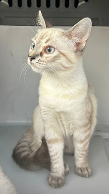Mira + Marlene = süüüüß, süüüüß, süüüüß, unbedarft, verspielt und sehr verschmust, Thai-Siam-Mix Jungtier - Katze