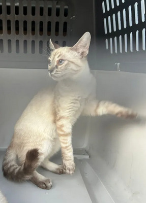 Mira + Marlene = süüüüß, süüüüß, süüüüß, unbedarft, verspielt und sehr verschmust, Thai-Siam-Mix Jungtier - Katze