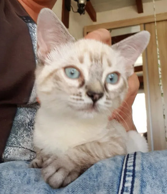 Mira + Marlene = süüüüß, süüüüß, süüüüß, unbedarft, verspielt und sehr verschmust, Thai-Siam-Mix Jungtier - Katze