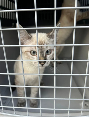 Mira + Marlene = süüüüß, süüüüß, süüüüß, unbedarft, verspielt und sehr verschmust, Thai-Siam-Mix Jungtier - Katze
