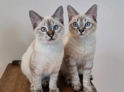 Mira + Marlene = süüüüß, süüüüß, süüüüß, unbedarft, verspielt und sehr verschmust, Thai-Siam-Mix Jungtier - Katze