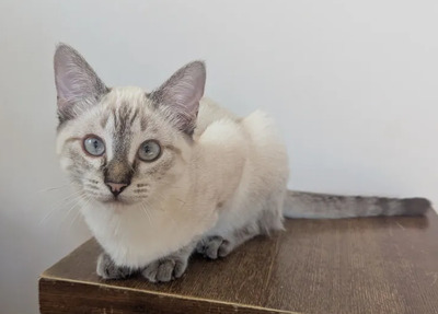 Mira + Marlene = süüüüß, süüüüß, süüüüß, unbedarft, verspielt und sehr verschmust, Thai-Siam-Mix Jungtier - Katze