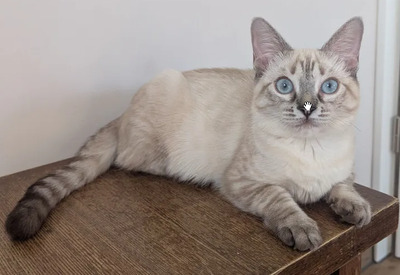 Mira + Marlene = süüüüß, süüüüß, süüüüß, unbedarft, verspielt und sehr verschmust, Thai-Siam-Mix Jungtier - Katze