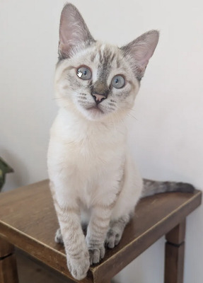 Mira + Marlene = süüüüß, süüüüß, süüüüß, unbedarft, verspielt und sehr verschmust, Thai-Siam-Mix Jungtier - Katze