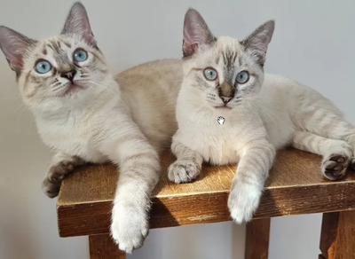Mira + Marlene = süüüüß, süüüüß, süüüüß, unbedarft, verspielt und sehr verschmust, Thai-Siam-Mix Jungtier - Katze