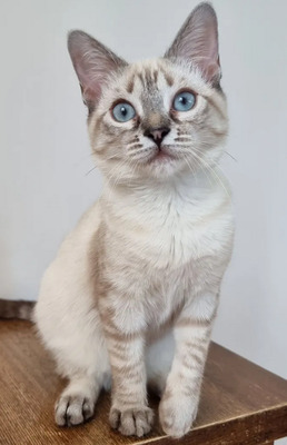 Mira + Marlene = süüüüß, süüüüß, süüüüß, unbedarft, verspielt und sehr verschmust, Thai-Siam-Mix Jungtier - Katze