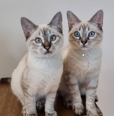 Mira + Marlene = süüüüß, süüüüß, süüüüß, unbedarft, verspielt und sehr verschmust, Thai-Siam-Mix Jungtier - Katze