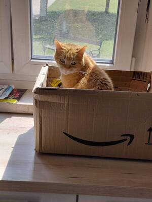 Mira sehnt sich nach einem ruhigen Zuhause voller Nähe, Europäische Kurzhaar - Katze