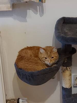 Mira sehnt sich nach einem ruhigen Zuhause voller Nähe