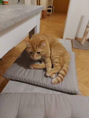 Mira sehnt sich nach einem ruhigen Zuhause voller Nähe, Mischling - Katze