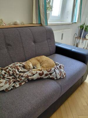 Mira sehnt sich nach einem ruhigen Zuhause voller Nähe, Mischling - Katze