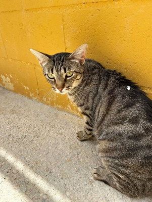 Miriam - gemeinsam mit Stacy, EKH - Katze