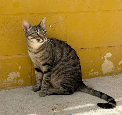 Miriam - gemeinsam mit Stacy, EKH - Katze