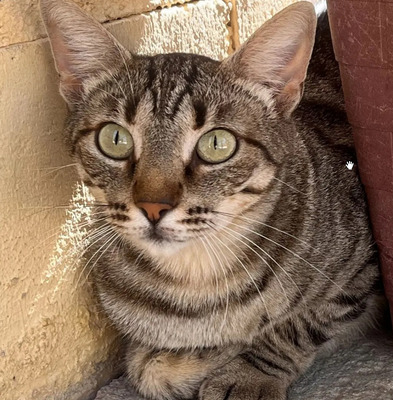 Miriam - gemeinsam mit Stacy, EKH - Katze