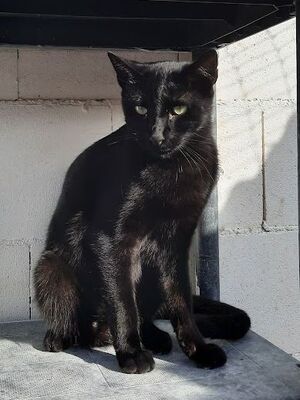 Mirra, Europäisch Kurzhaar - Katze